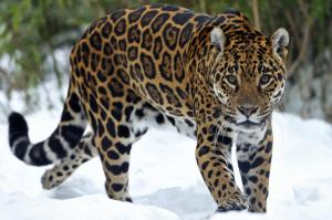 Big Cats Jaguars Glance Snow Animals Wide wallpaper thumb