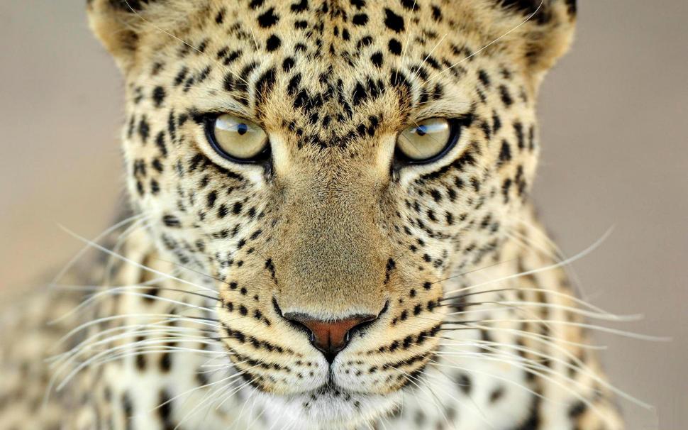In the eyes of the leopard wallpaper,animal HD wallpaper,leopard HD wallpaper,1920x1200 wallpaper