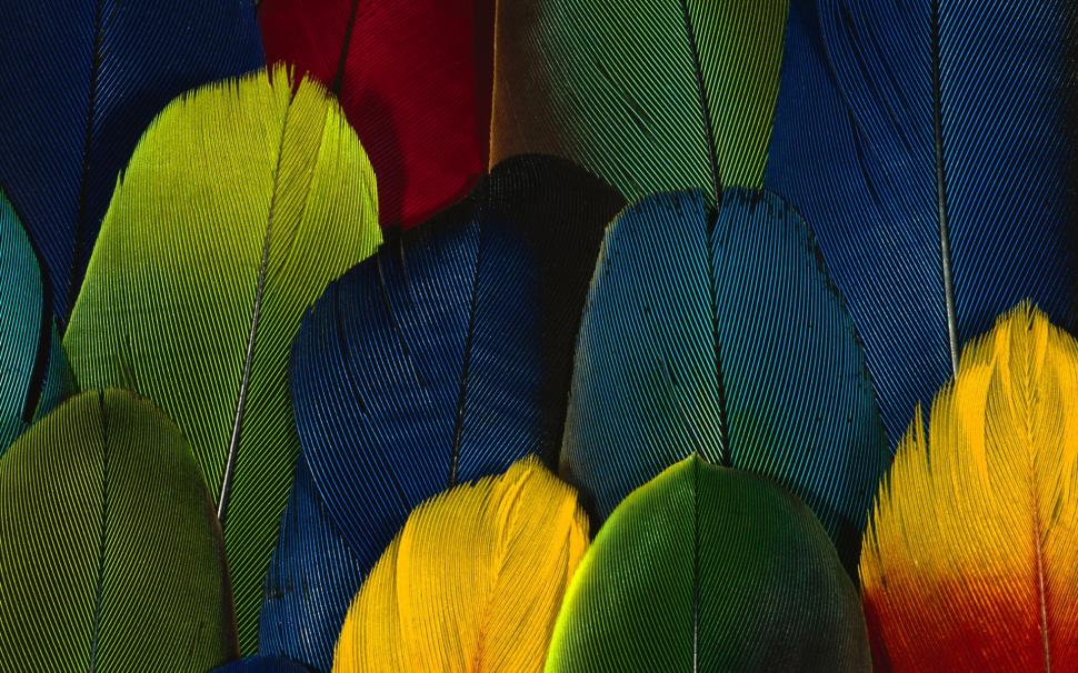 Feather color close-up wallpaper,Feathers HD wallpaper,Colorful HD wallpaper,1920x1200 wallpaper