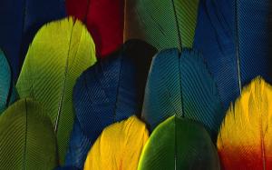 Feather color close-up wallpaper thumb