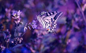 Purple butterfly wallpaper thumb