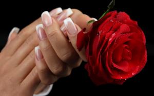 red rose beautiful beauty Drops flowers for you hands lovely manicure nature photography Pretty rose HD wallpaper thumb