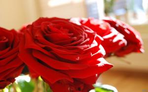 Beautiful Red Rose Petals wallpaper thumb