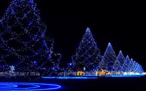 Christmas trees covered in lights wallpaper thumb