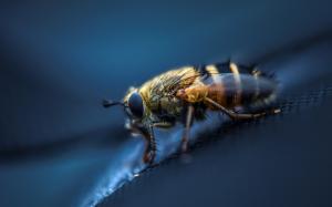 Fly insect wallpaper thumb