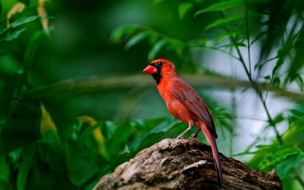 Red feathers of birds wallpaper,Red HD wallpaper,Feathers HD wallpaper,Birds HD wallpaper,2560x1600 wallpaper