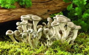 Fresh Mushrooms wallpaper thumb