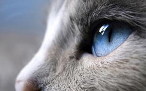 Blue Eyes Cat wallpaper thumb