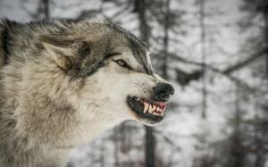 Wolf, predator, winter, trees wallpaper thumb