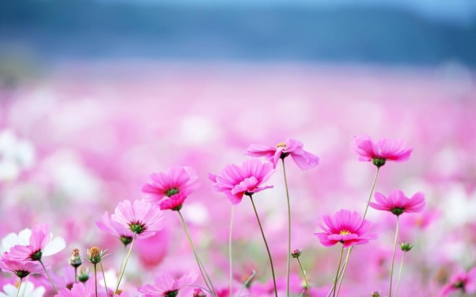 Pink flowers with blurred background wallpaper,pink flowers wallpaper,1280x800 wallpaper