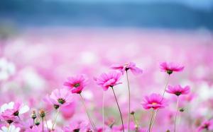 pink flowers with blurred background wallpaper thumb