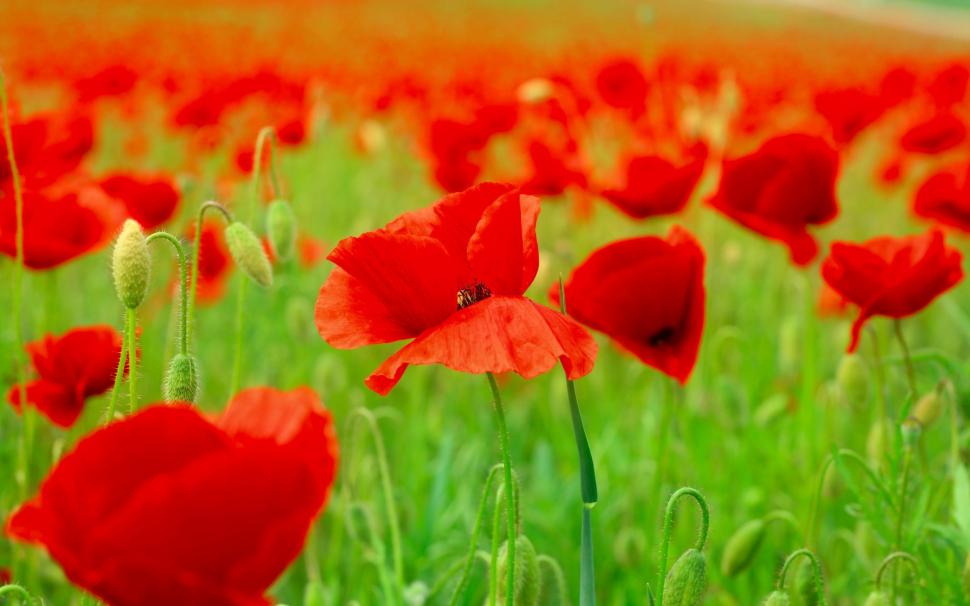 Red Poppies Field wallpaper,red poppies HD wallpaper,field HD wallpaper,nature HD wallpaper,2880x1800 wallpaper