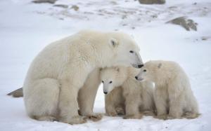 Polar Bear Cubs wallpaper thumb