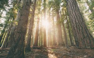 Oregon, forest, pine trees, dawn, sun rays wallpaper thumb