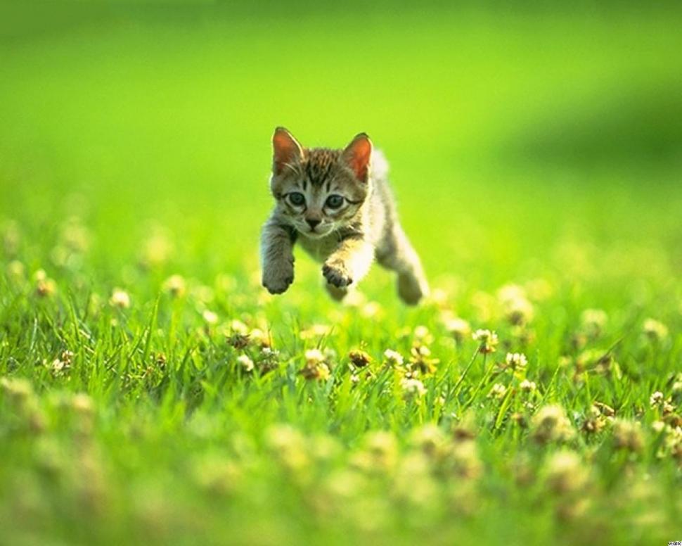 Kitten Running On The Grass  Background wallpaper,grass wallpaper,green wallpaper,kitten wallpaper,leaves wallpaper,nature wallpaper,1280x1024 wallpaper