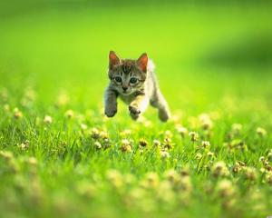 Kitten Running On The Grass  Background wallpaper thumb