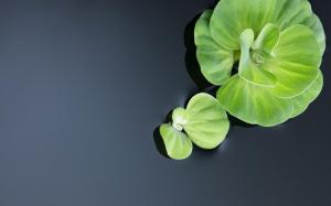 Plant Green Water wallpaper thumb