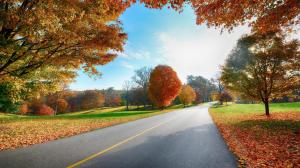 road, markings, autumn, trees wallpaper thumb