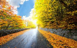 Road Trees Leaves Autumn HD wallpaper thumb