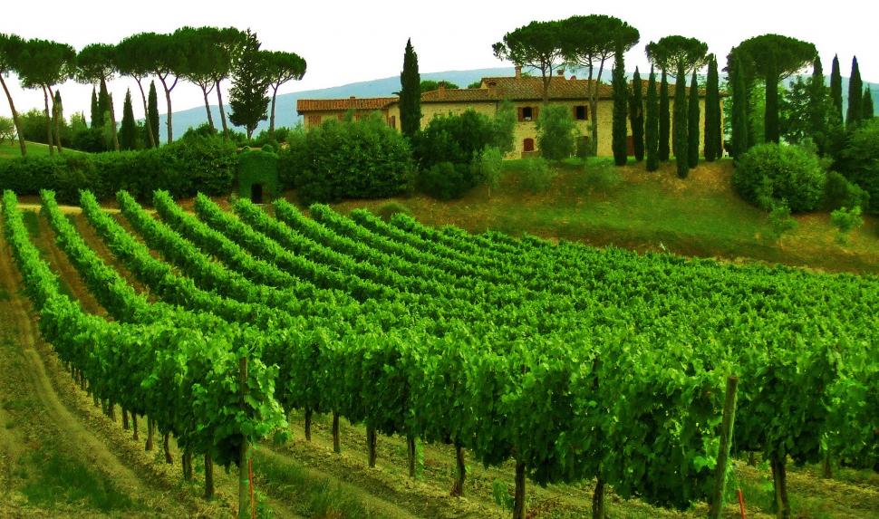 Vineyard, Italy wallpaper,Italy HD wallpaper,Tuscany HD wallpaper,sky HD wallpaper,trees HD wallpaper,house HD wallpaper,vineyard HD wallpaper,2048x1211 wallpaper