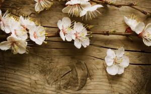 Branch of Cherry Blossom wallpaper thumb