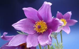 Purple anemone flowers macro wallpaper thumb