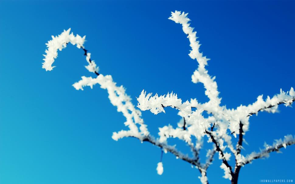 Winter Froste wallpaper,froste HD wallpaper,winter HD wallpaper,2560x1600 wallpaper