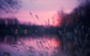 Lakeside Grass and Purple Sunset wallpaper thumb