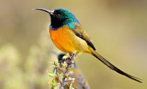 Bird, Colorful, Sunbirds wallpaper thumb
