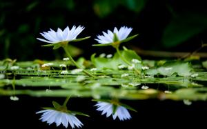 White lilies in the water wallpaper thumb