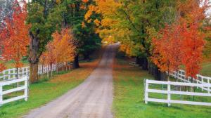 Autumn maple forest road wallpaper thumb