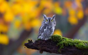 Cute little owl, moss, nature wallpaper thumb