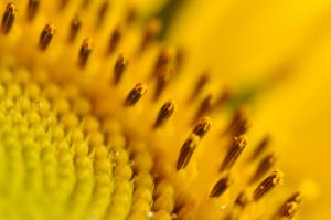 Sunflowers, Macro, Pollen, Yellow Flowers wallpaper thumb