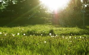 Dandelion Sun Sunlight Field Grass HD wallpaper thumb