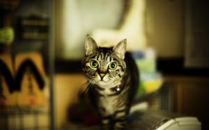 Cat at house, green eyes wallpaper thumb