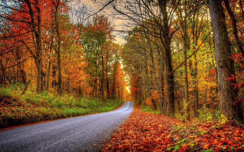 Forest, trees, leaves, colorful, road, autumn wallpaper,Forest HD wallpaper,Trees HD wallpaper,Leaves HD wallpaper,Colorful HD wallpaper,Road HD wallpaper,Autumn HD wallpaper,1920x1200 wallpaper