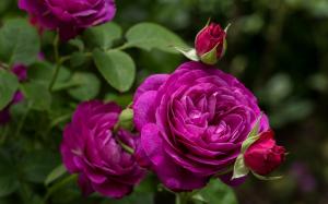 Heidi Klum Rose, purple rose flowers wallpaper thumb