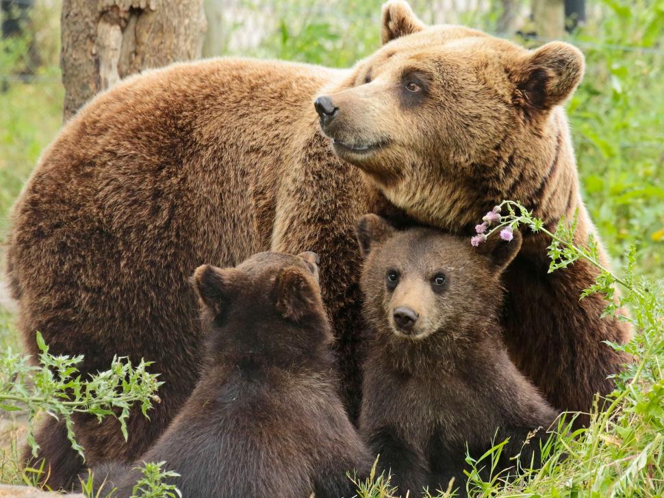 Bears family, mother, two cubs wallpaper,Bears HD wallpaper,Family HD wallpaper,Mother HD wallpaper,Two HD wallpaper,Cubs HD wallpaper,2560x1920 wallpaper
