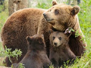 Bears family, mother, two cubs wallpaper thumb