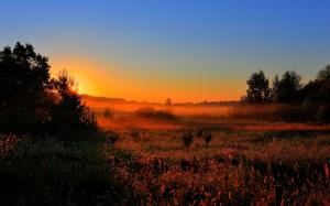 Early morning, dawn, sun, fog, fields, trees, nature wallpaper thumb