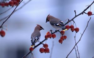 Two birds standing in the berries tree branch wallpaper thumb