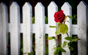 Rose Flower Fence HD wallpaper thumb