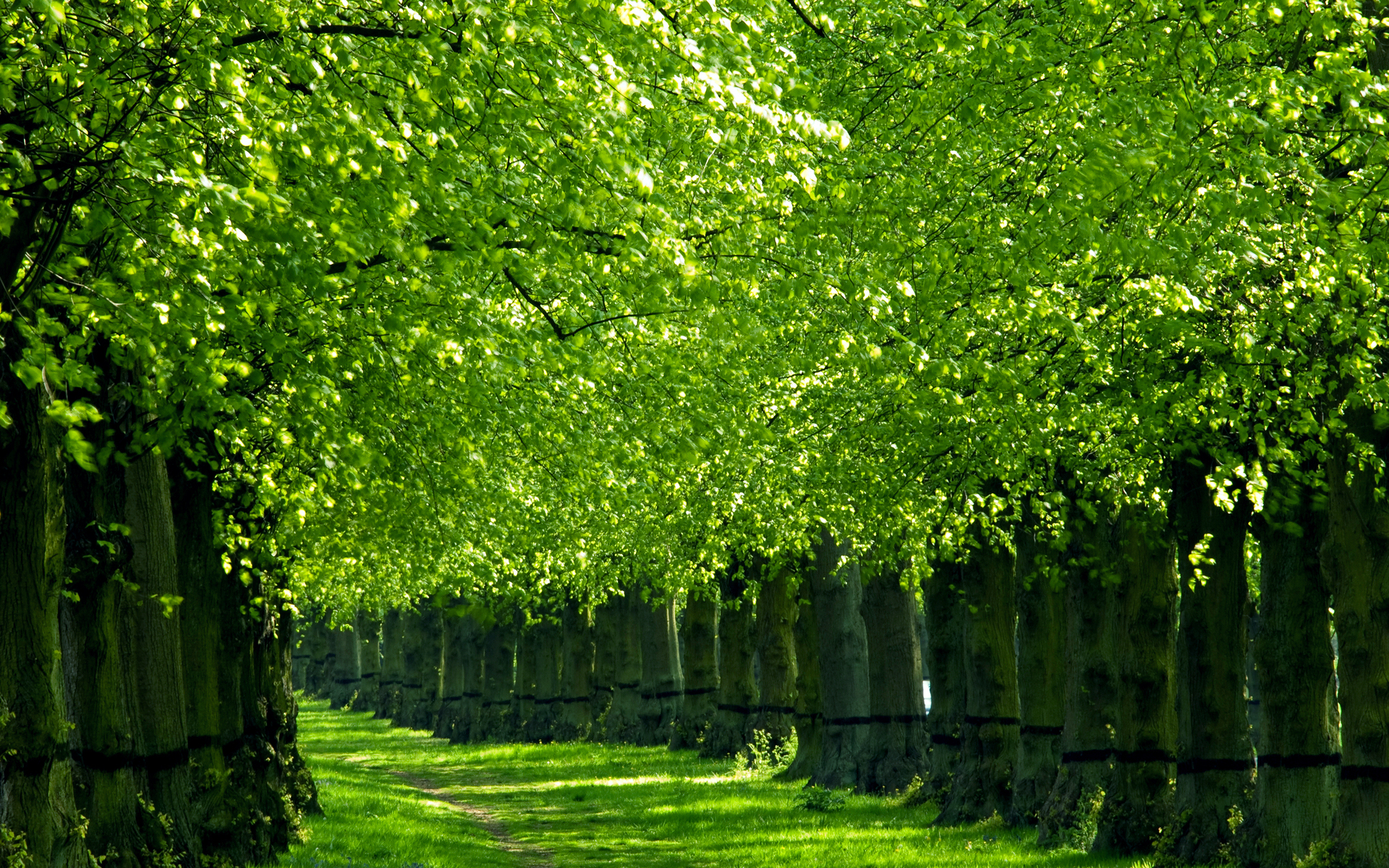 Trees Green Leaves HD wallpaper | nature and landscape | Wallpaper Better