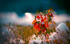 Plant Leaves Blur HD wallpaper thumb