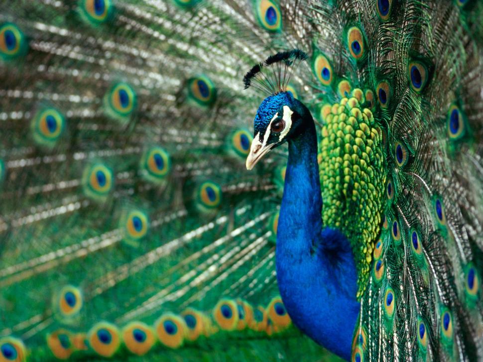 Peacock Bird Feathers Macro HD wallpaper,animals wallpaper,macro wallpaper,bird wallpaper,feathers wallpaper,peacock wallpaper,1600x1200 wallpaper
