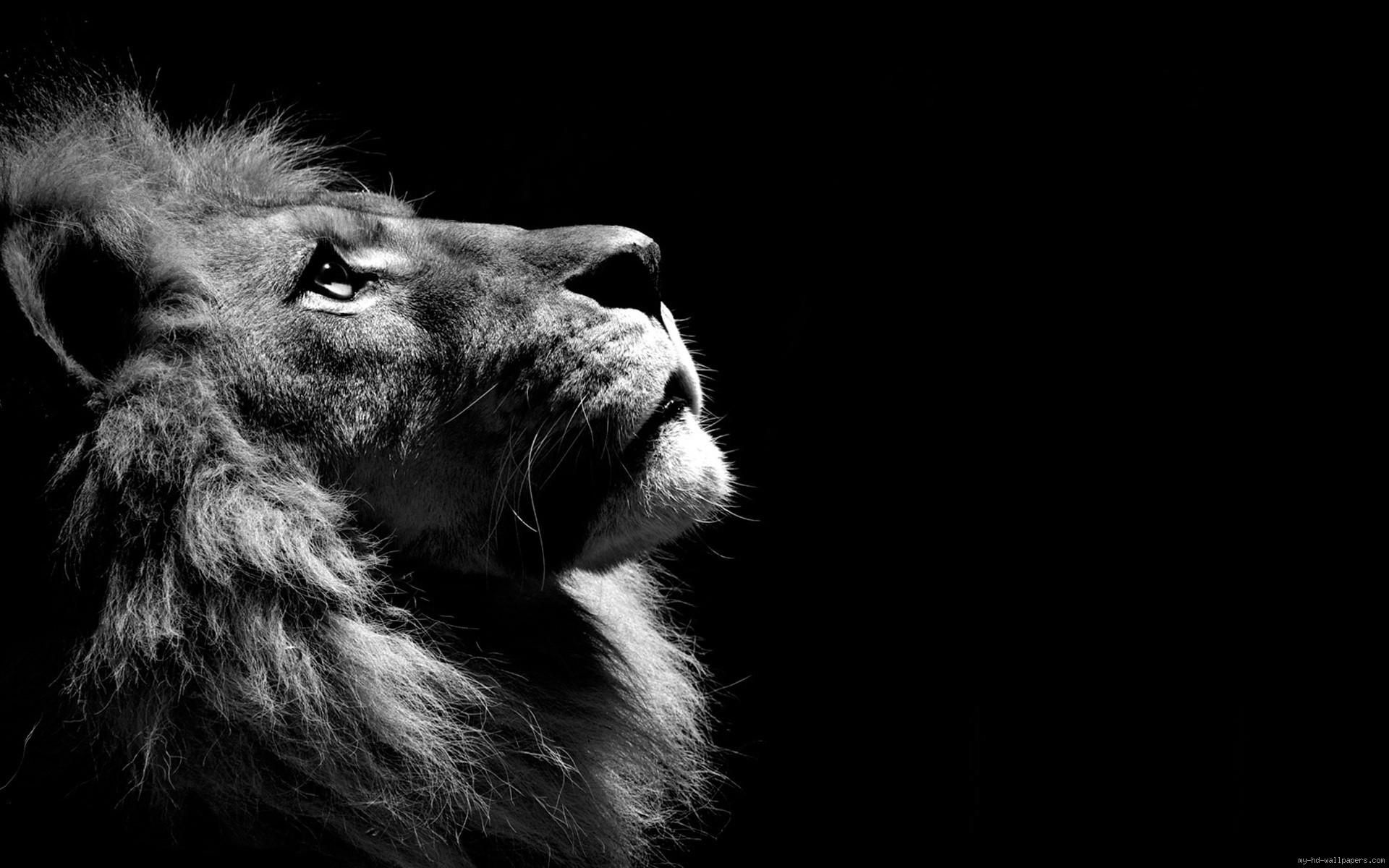 Black and white Lion wallpaper | animals | Wallpaper Better