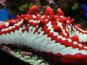 Red Horned Starfish wallpaper thumb