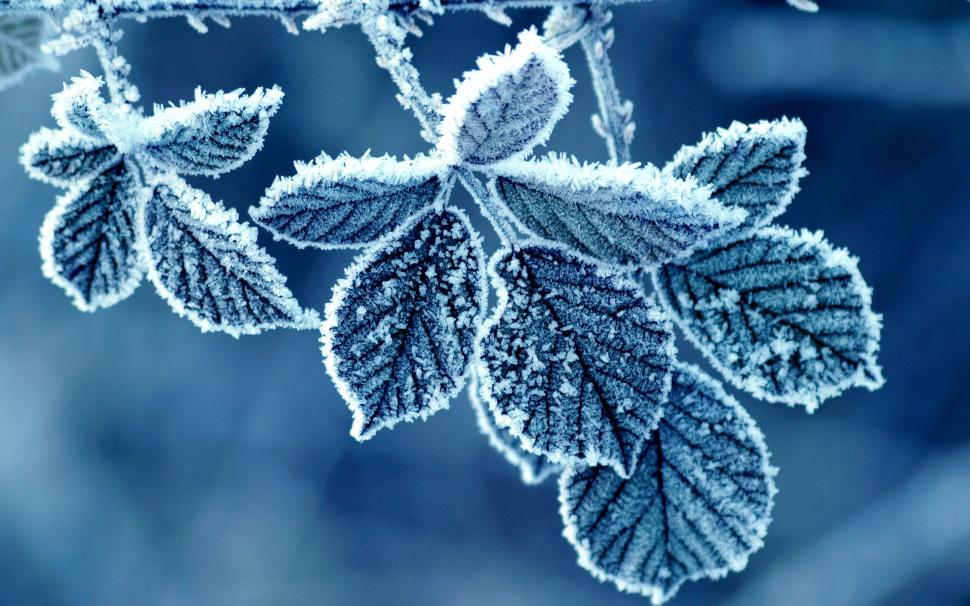 Leaves Frost Winter Blue HD wallpaper,nature HD wallpaper,blue HD wallpaper,winter HD wallpaper,leaves HD wallpaper,frost HD wallpaper,2560x1600 wallpaper