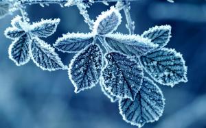 Leaves Frost Winter Blue HD wallpaper thumb