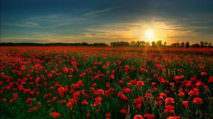 Poppies, Field, Flowers, Sunset, Summer, Landscape wallpaper thumb